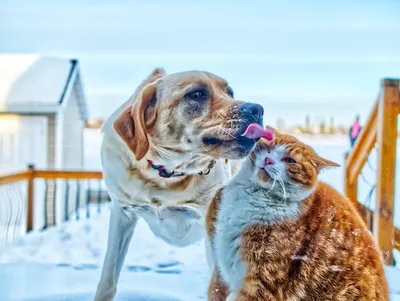 Дома ждут - Как проявляется аллергия у собак?🐕 Самое распространённое проявление  аллергии у собак – это всевозможные дерматологические нарушения: высыпания,  шелушение кожи, частичное или даже полное выпадение шерсти, покраснения.  Причём, чаще всего
