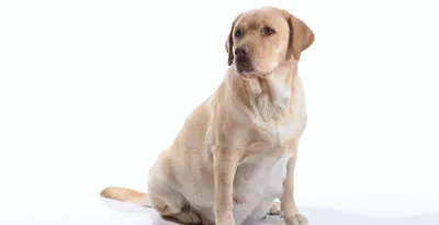 Лишай у собак | Royal Canin UA