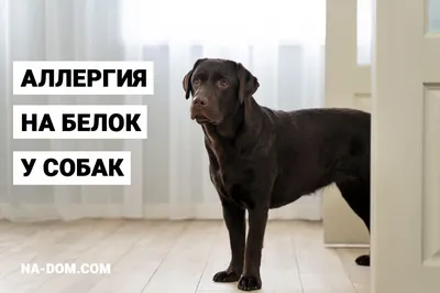 Аллергия у собак - что дать, как лечить, симптомы и признаки аллергии