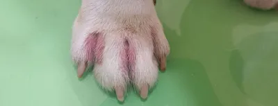 Аллергия у собак: как проявляется и чем лечить? | Royal Canin