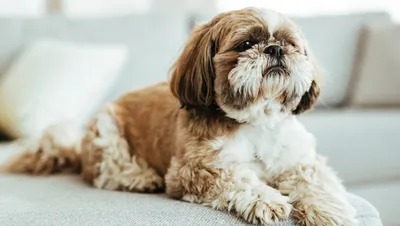 Аллергия у собак 🐶: симптомы, лечение, особенности питания