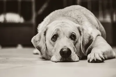 Аллергия у 🐶 Собак | MOSVET24 | Дзен