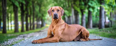 Аллергия у собак: симптомы, диагностика и лечение, советы ветеринара