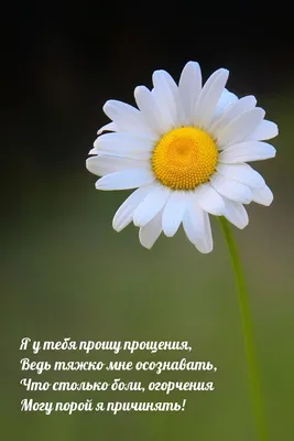 ❀☼ Прошу прощения....❀☼ ~ Открытка (плейкаст)