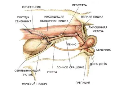 Простата кобеля: анатомия, физиология и диагностика заболеваний -  Ветеринарная клиника в Зеленограде \"POLIVET\"