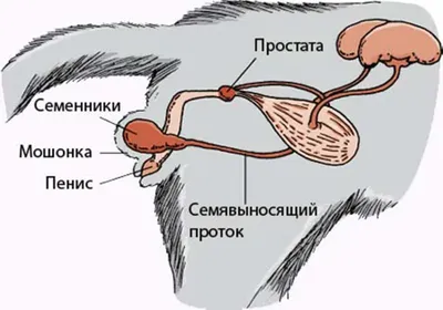 Баланопостит собак | Ветеринарная клиника доктора Шубина