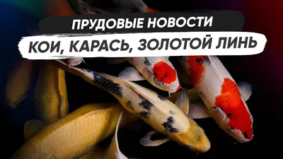 ▻ Препарат от паразитов, краснухи, белых пятен, красных жабр