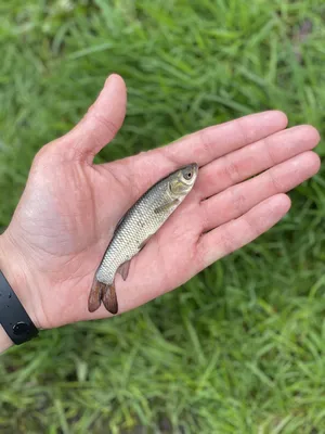 Tetra Pond Sticks корм для прудовых рыб в палочках 4 л