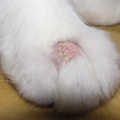 Кожные заболевания у собак симптомы и лечение 🐱 | Ветеринарная клиника  Ветдоктор