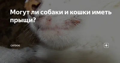 Отчего появляются прыщи на морде