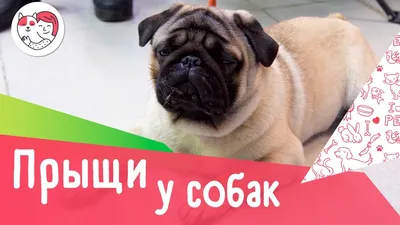 Шампунь Гудмэн Доктор с климбазолом - «Доктор с климбазолом от грибка кожи  у собак. Хочется как можно быстрее помочь, но \"Доктор\" не такой уж быстрый.  Опять страдания собакоматери...» | отзывы