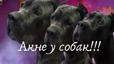 6 популярных вопросов про прыщи у собак - YouTube