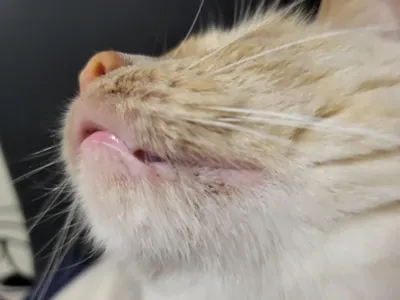 Аллергия на корм у собак - Veterinar-Dermatolog