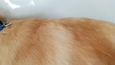 Стригущий лишай у кошки. Причины, симптомы методы лечения