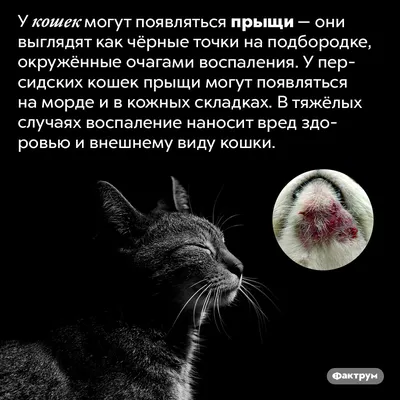 Как избавиться от абсцесса и не заработать заражение крови - Лайфхакер