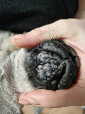 Аллергия на корм у собак - Veterinar-Dermatolog