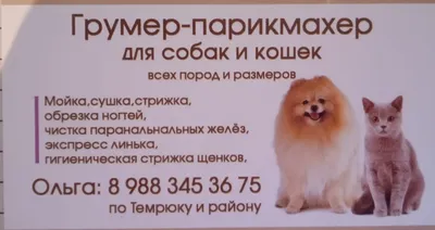 Кожное заболевание сибирской сиплой собаки Стоковое Изображение -  изображение насчитывающей характер, конспектов: 145006153