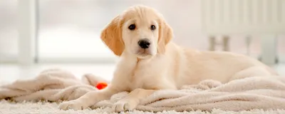 Canina Canhydrox GAG для формирования костей, суставов – купить в Киеве,  Харькове, Одессе, Днепропетровске: цены, отзывы, фото, характеристики |  интернет-зоомагазин «101 Далматин» - 101далматин