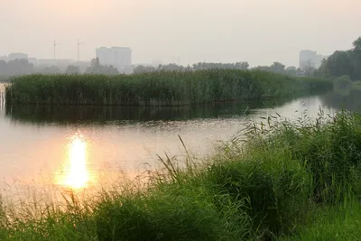 Фото: Птичья гавань Омск. Фотограф Кудринский Владимир. Природа. Фотосайт  Расфокус.ру