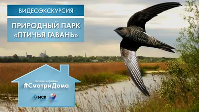 В Омской области будут развивать парк «Птичья гавань» как точку притяжения  для туристов | Культура