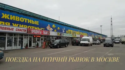 Птичий рынок в Москве - YouTube