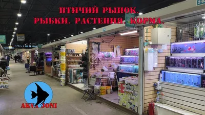 Воронежский Птичий рынок переедет на новое место – Новости Воронежа и  Воронежской области – Вести Воронеж