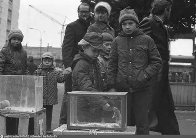 Птичий рынок и Таганка времён СССР и сегодня. 10 фото | Про life в Москве и  не только | Дзен