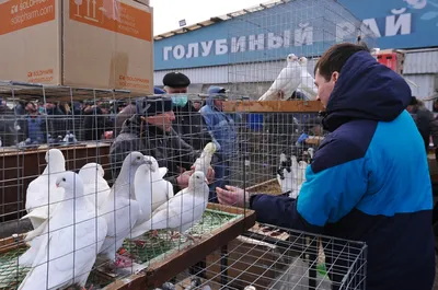 В Воронеже окончательно закрыли Птичий рынок - KP.RU