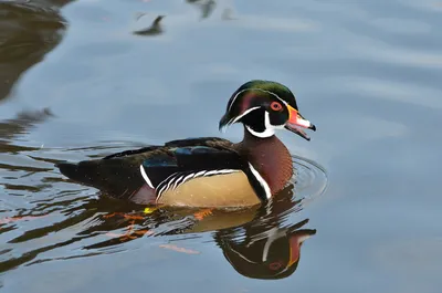 Каролинская утка (Алматинский Зоопарк) · iNaturalist