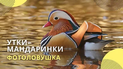 Апельсинка | Сказки бабушки Любы | Дзен