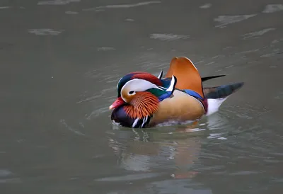 NATURALIST.UZHGOROD.UA : Водяная «Апельсинка»