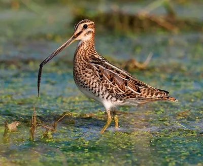 Патагонский бекас - eBird