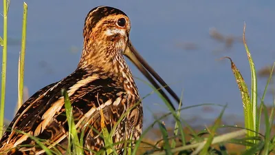 Бекас (Gallinago gallinago)