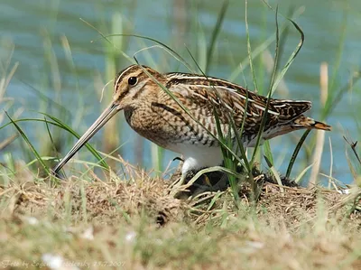 Бекас (фото): Осторожный «лесной барашек» | Aves