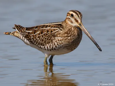 Азиатский бекас - eBird