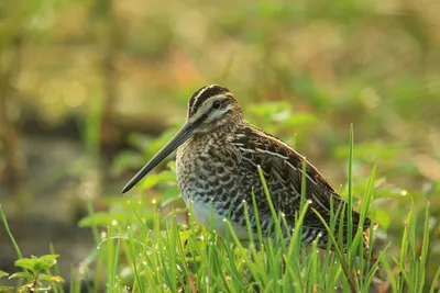 Бекас (Gallinago gallinago). Птицы Европейской России.