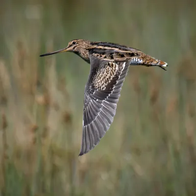 Бекас (Gallinago gallinago). Птицы Европейской России.