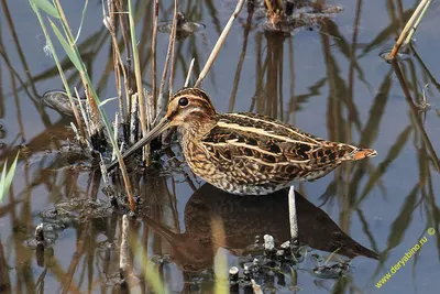 Японский бекас - eBird