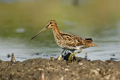 Бекас Gallinago gallinago Common Snipe