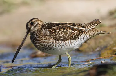 Бекас (Gallinago gallinago). Птицы Европейской России.