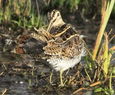 Малый цветной бекас - eBird