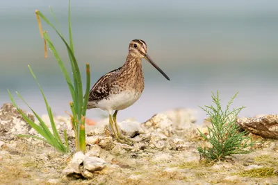 Бекас (Gallinago gallinago). Птицы Дальнего Востока России.