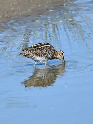 Бекас (Gallinago gallinago). Птицы Сибири.