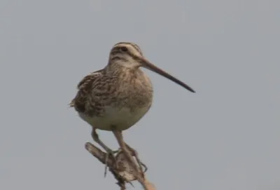 Бекас (Gallinago gallinago). Птицы Европейской России.