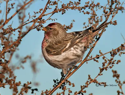 Чечётка обыкновенная (Acanthis flammea)