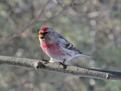 Пепельная чечётка - eBird