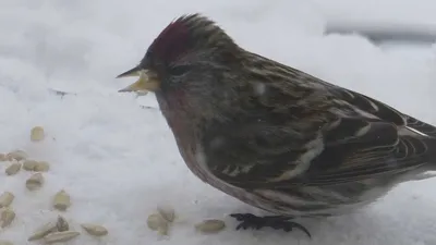 Горная чечетка (Acanthis flavirostris). Птицы Казахстана.