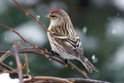 Carduelis flammea 3 - Чечётка (птица) — Википедия | Чечетка, Птицы, Рисунки