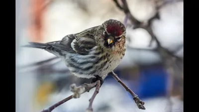 Фотокаталог птиц: Обыкновенная чечётка (Carduelis flammea)