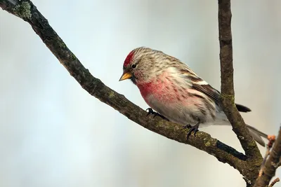 Чечетка (Acanthis flammea). Фотогалерея птиц. Фотографии птиц России,  Беларуси, Украины, Казахстана, Таджикистана, Азербайджана.